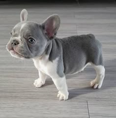 a small gray and white dog standing on top of a wooden floor