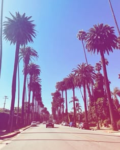 palm trees line the street in front of a car on a sunny day with blue sky