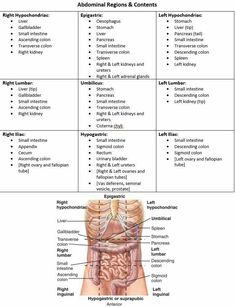 diagram of the human body organs and their corresponding structures labeled in text on white background