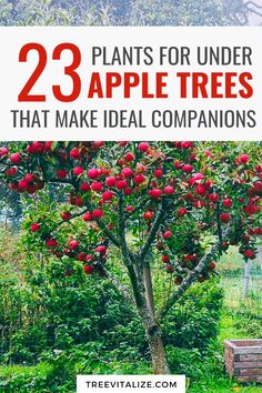 an apple tree with red apples growing on it and the words 23 plants for under that make ideal companions