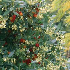 a bush with lots of berries and green leaves