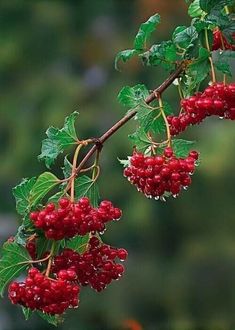 some red berries hanging from a tree branch