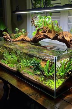 an aquarium filled with plants and rocks on top of a wooden table