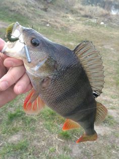 a fish that is being held in someone's hand and hooked up to something