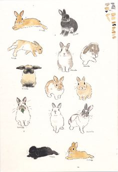 an image of rabbits and other animals in different positions on a white sheet with black ink