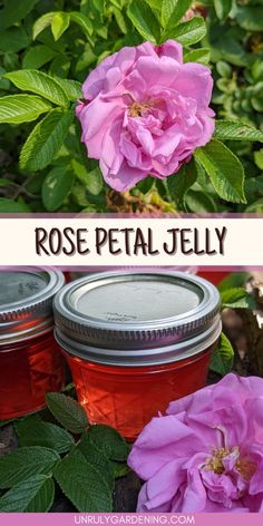 two jars filled with rose petal jelly sitting on top of a lush green bush