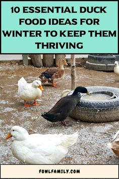 Duck Food Ideas For Winter Duck Food Ideas, Duck Treats, Duck Food