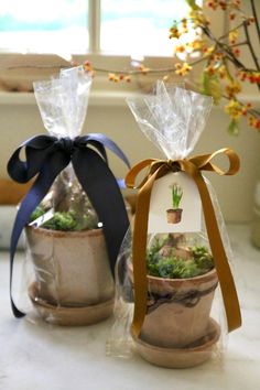 two small pots with plants in them wrapped in plastic and tied with ribbon, sitting on a counter