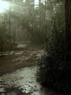 a wet path in the woods with trees and bushes on both sides during a rain shower