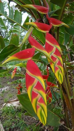 a red and yellow plant with green leaves