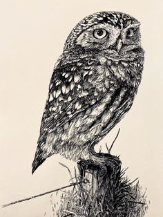 a drawing of an owl sitting on top of a tree stump with grass in front of it