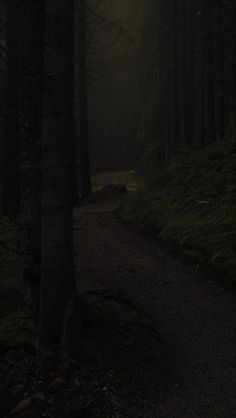 a dark path in the woods at night