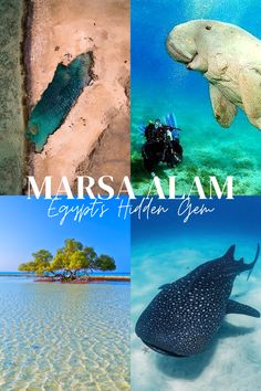 there is a collage of pictures with different things in the background and words that say, marsalam egypt's hidden ocean