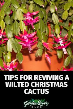 a potted plant with pink flowers and green leaves in the background text reads tips for reriving a wilted christmas cactus