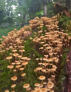 many mushrooms growing on the side of a tree