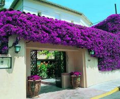 purple flowers are growing on the side of a building with potted plants in front