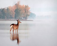 a deer standing in the middle of a lake