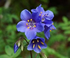 two blue flowers with yellow stamens in the foreground and green foliage in the background