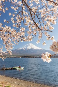 cherry blossoms are blooming near the water with a snow capped mountain in the background