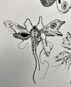 an ink drawing of moths and flowers on paper