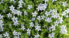 small blue flowers with green leaves in the background