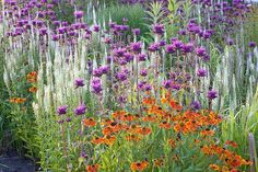 a field full of purple and orange flowers