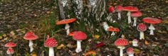 many red and white mushrooms growing on the ground