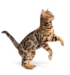 a cat is standing on its hind legs