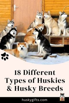 18 Different Types of Huskies & Husky Breeds Dog Infographic, Types Of Dogs Breeds, Husky Breeds, All Types Of Dogs, Husky Puppies