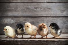 five small chickens are lined up in a row on a wooden surface, with one chick looking at the camera