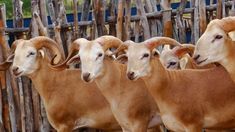 four goats standing next to each other in front of a wooden fence and looking at the camera