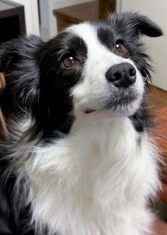 Dogs Border Collie, Dog Border Collie, Cute Border Collie, Border Collie Puppy, Cat Instagram, Border Collie Puppies, Collie Puppies, Black And White Dog, Very Cute Dogs