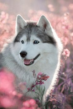 a husky dog with blue eyes and white fur in a field of pink wildflowers