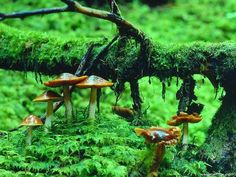 several mushrooms growing on the mossy ground