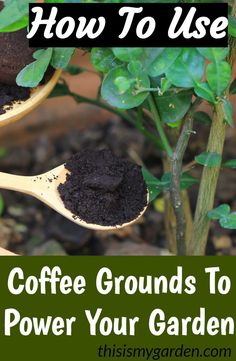 coffee grounds to power your garden