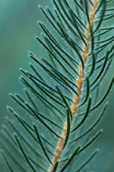 a close up view of a green leaf