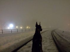 a dog sitting on the train tracks in the snow at night with street lights behind it