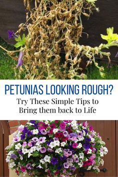 two pictures with flowers and the words petunias looking rough? try these simple tips to bring them back to life