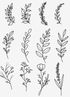 the different types of plants that are drawn in black ink on a white paper background