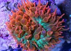 an orange and green coral in the water