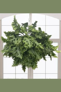 a large green plant hanging from the side of a window