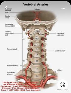 an image of the back of a neck with blood vessels labeled in red and below it