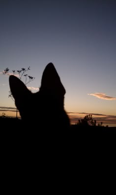 the silhouette of a dog's head in front of a sunset