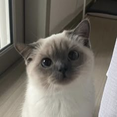 a cat sitting on the floor next to a window looking up at something with big blue eyes