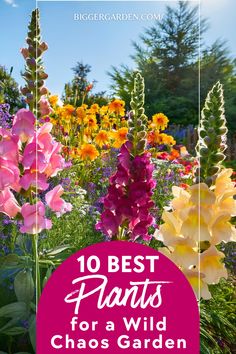 Discover the top 10 vibrant flowers for a thriving chaos garden, bringing color and variety to your landscape all season long. These low-maintenance blooms blend beautifully in an organized yet wild aesthetic, perfect for creating a dynamic garden filled with endless charm. Chaos Gardening, Creative Gardening Ideas, Curb Appeal Landscape, 10 Flowers, Best Flowers, Wild Beauty, Creative Gardening, Front Yard Garden, Flower Tops