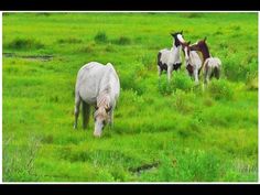 three horses are grazing in the green grass