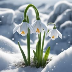 three snowdrops are growing out of the snow