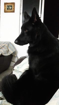 a large black dog laying on top of a bed