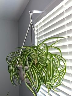 a green plant hanging from the side of a window sill in front of blinds