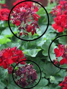 three circles are shown over the top of some red and green flowers in a garden